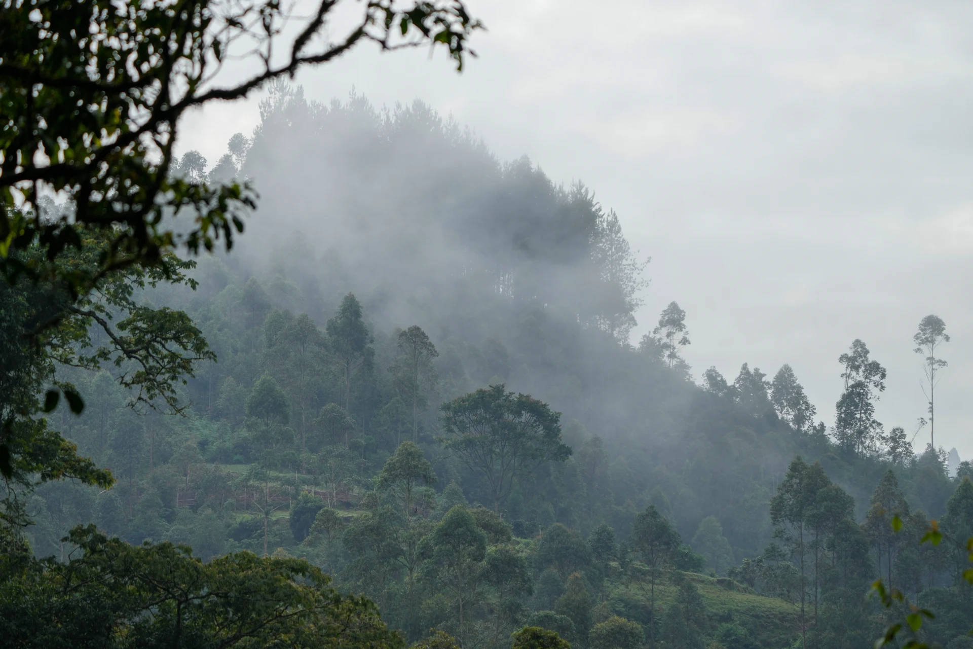 Mist above the forested slopes of Bwindi