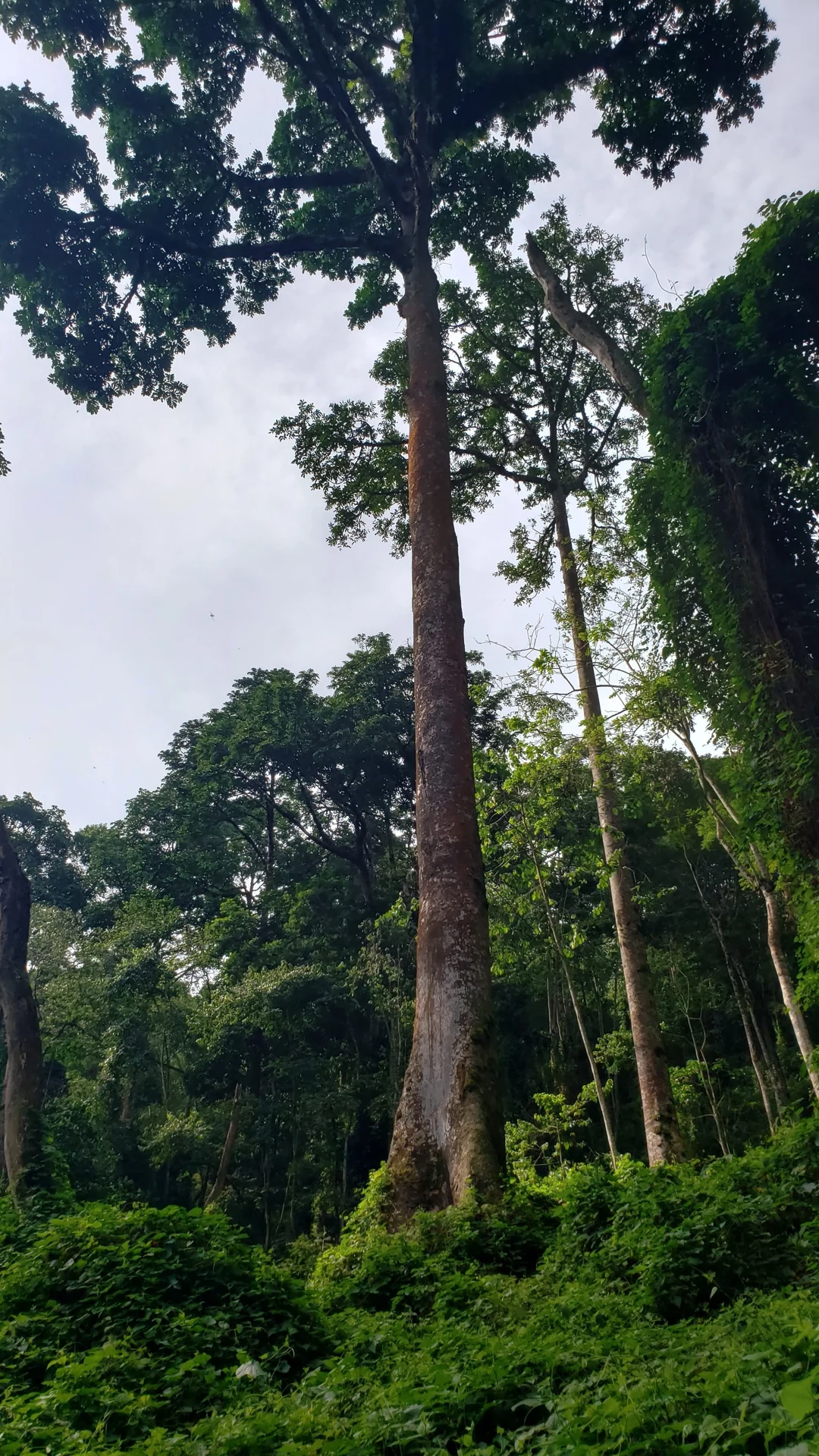 Tree trunks rising through the undergrowth in Bwindi forest