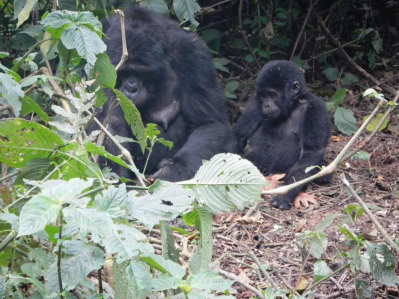 Mountain gorillas within undergrowth in Bwindi, Uganda