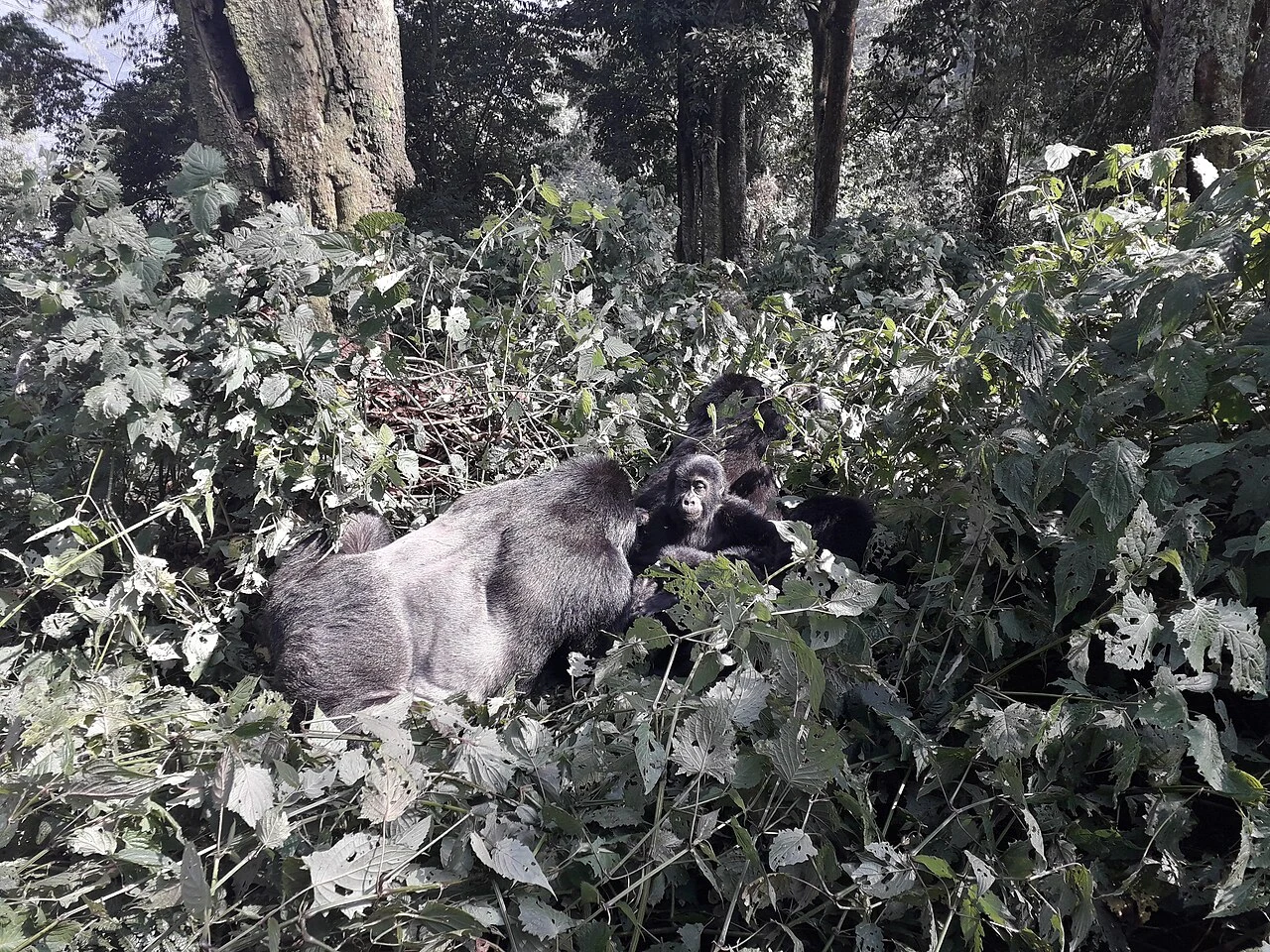 Mountain gorillas among undergrowth in Bwindi Impenetrable National Park, Uganda