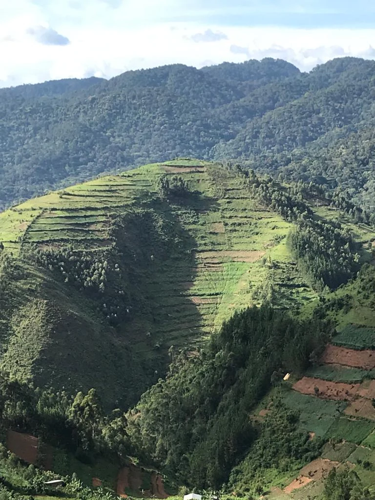 Cultivated hills near Bwindi viewed from Rubanda district