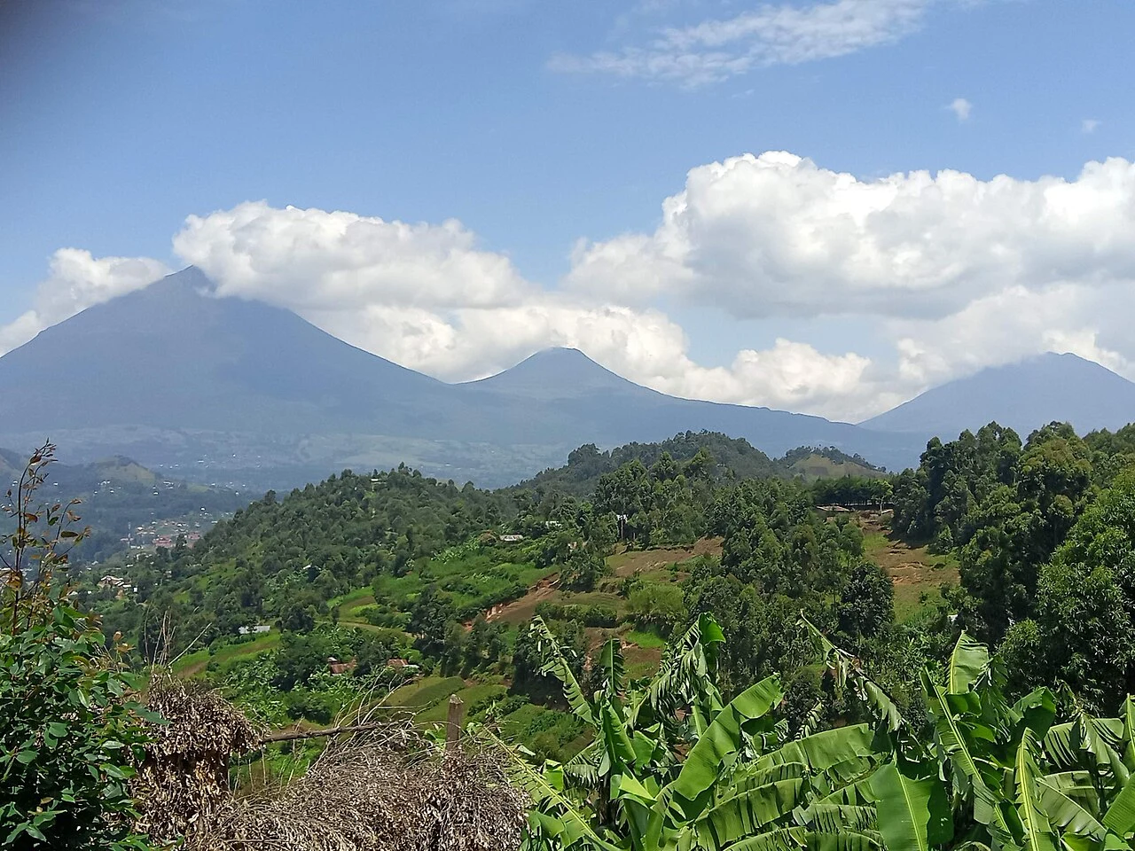 Muhabura, Gahinga and Sabyinyo seen across a cultivated Ugandan landscape