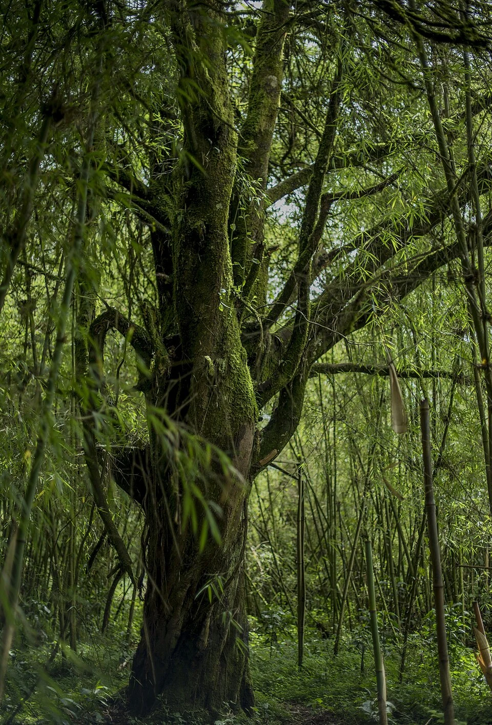 Dense stems and vegetation inside Volcanoes National Park, Rwanda